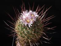 Thumbnail of 1610_Echinofossulocactus spec._20150420_01(1).JPG